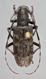   Monochamus c. latus  female dorsal 
